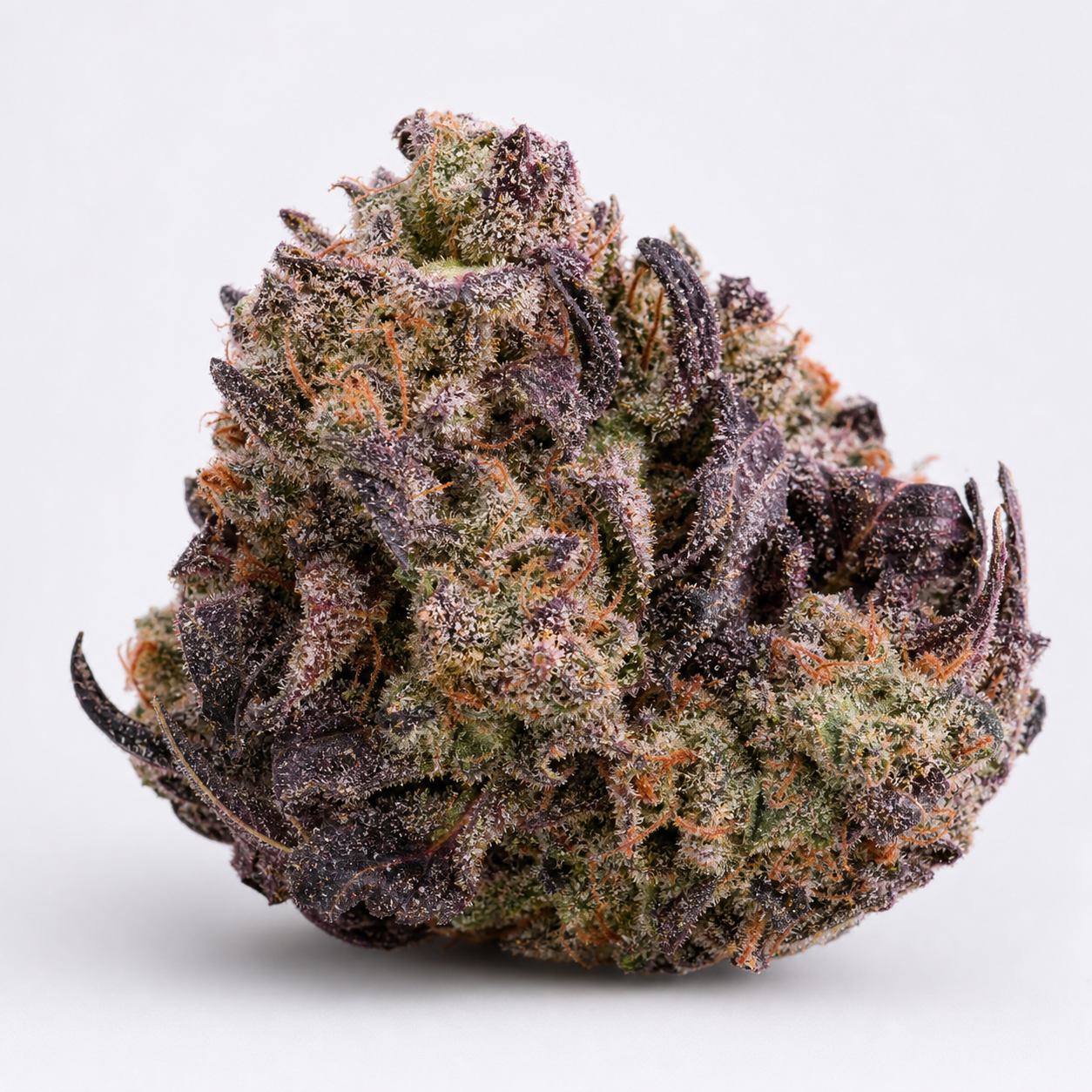 Primer plano de un cogollo de Cream Mandarine XL Auto, con hojas moradas, zonas verdes, pistilos anaranjados y abundantes tricomas.