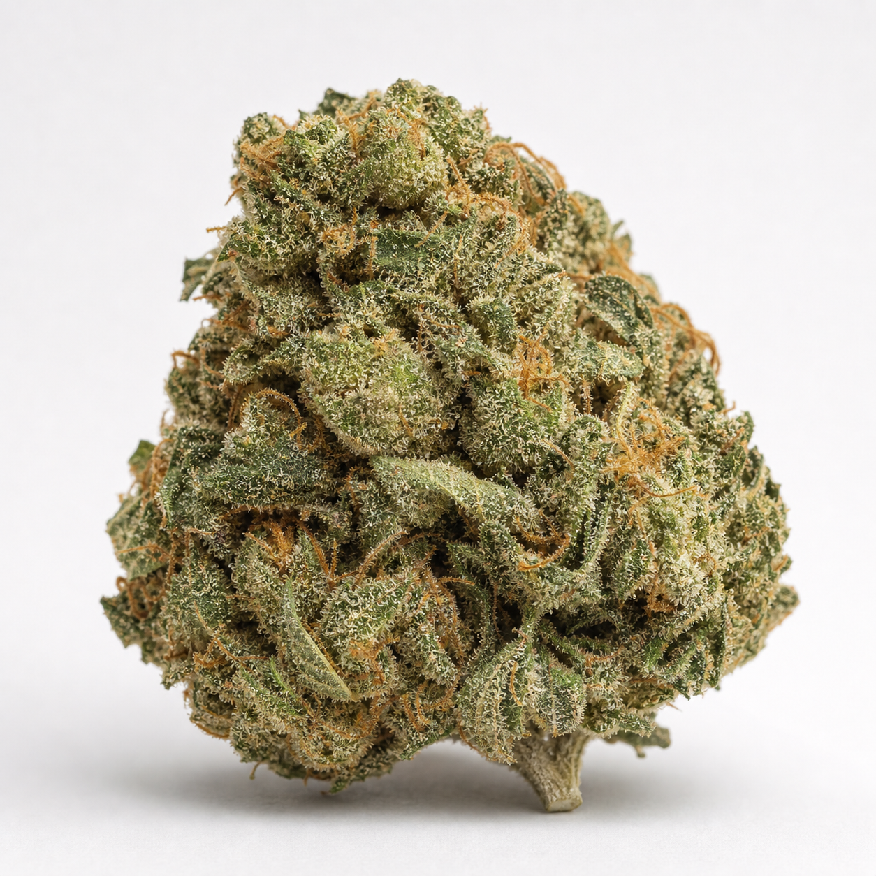 Cogollo de Cream Mandarine XL Auto de Spain Seeds, compacto y redondeado, con tonos verdes, filamentos naranjas y superficie escarchada.