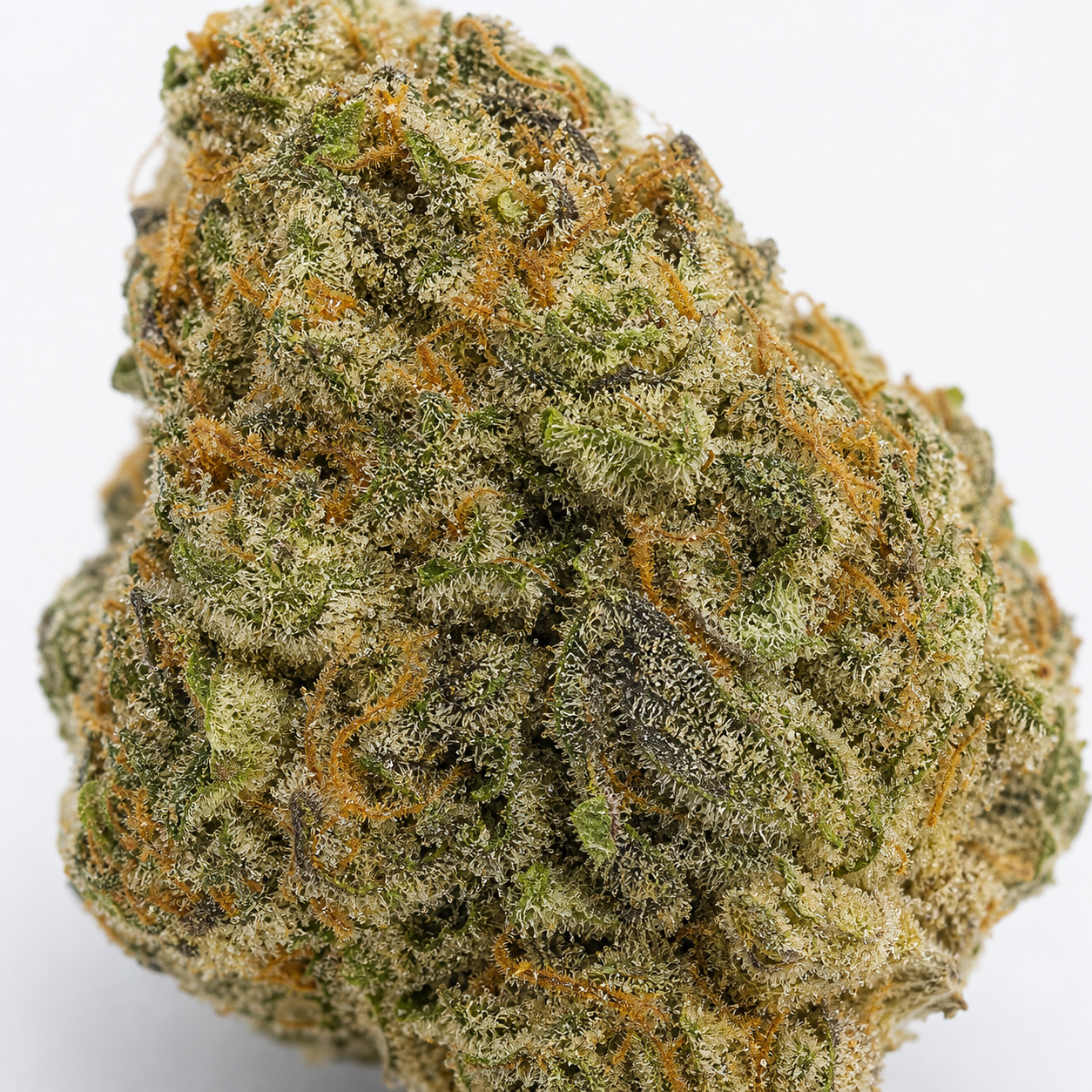 Primer plano de un cogollo de Critical Kush de Royal Queen Seeds, con hojas verdes, filamentos anaranjados y abundantes tricomas claros.