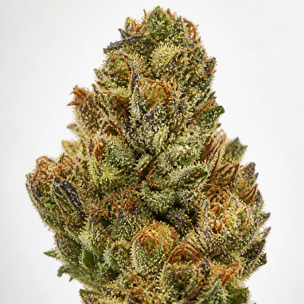 Ilustración de un cogollo verde con pistilos anaranjados y tricomas claros para la ficha de Critical Runtz Feminizada de Sensi Seeds.