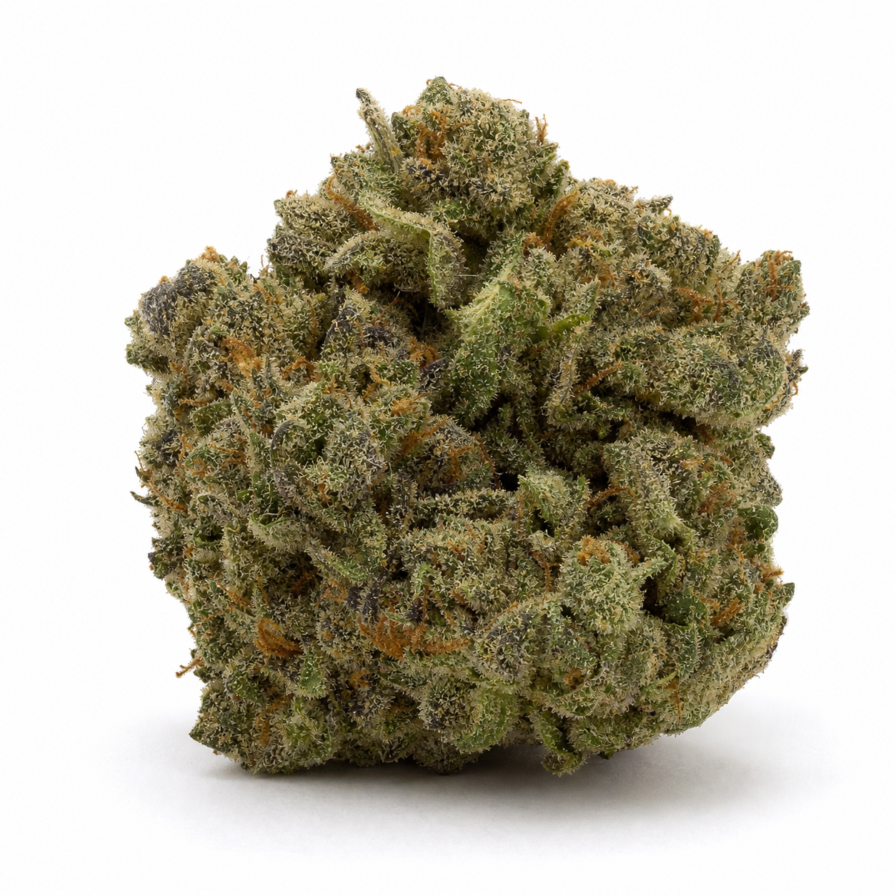 Cogollo de Critical Widow Auto sobre fondo blanco, compacto y redondeado, con hojas verdes oscuras, filamentos naranjas y tricomas claros.