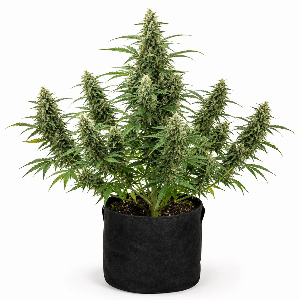 Ilustración de una planta de cannabis para la ficha de Delahaze, con ramas abiertas y flores alargadas en maceta negra sobre fondo blanco.