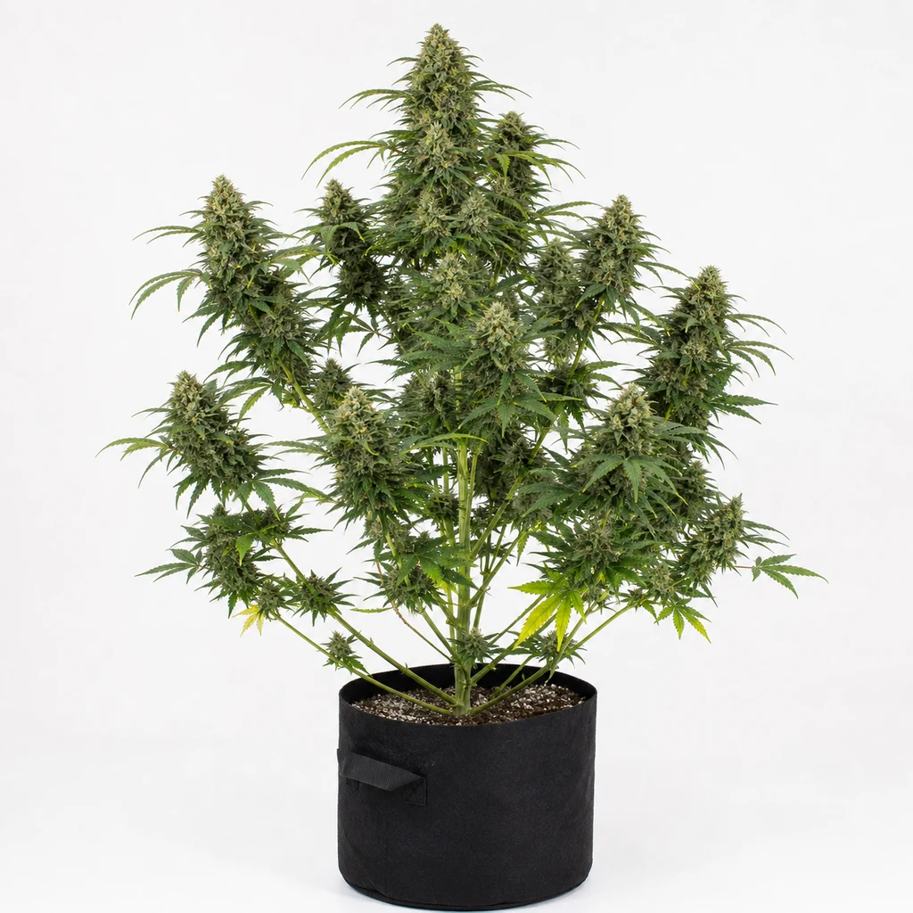 Ilustración de una planta de cannabis en floración para la ficha de Euforia Feminizada, con varias ramas y maceta negra sobre fondo blanco.