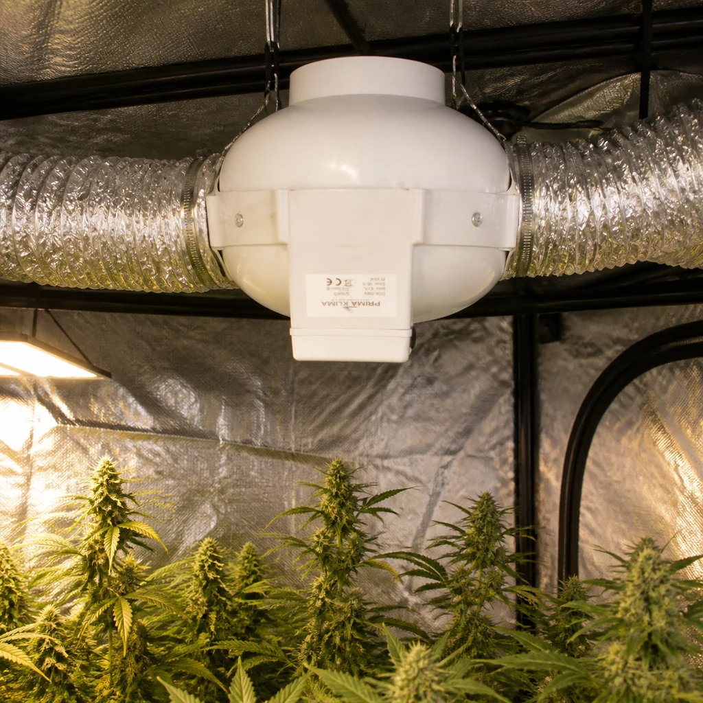 Escena generada de un extractor Prima Klima blanco suspendido entre conductos plateados sobre plantas de cannabis en un armario de cultivo.