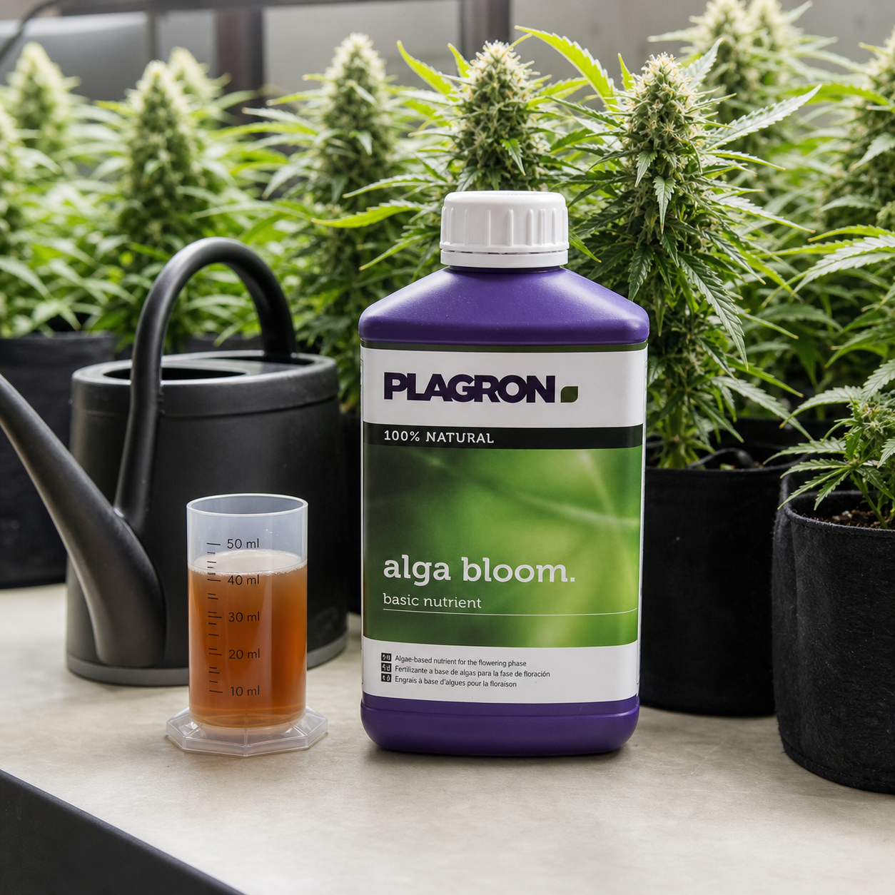 Botella morada de Alga Bloom de Plagron junto a un vaso graduado con líquido ámbar y una regadera, ante plantas en floración.