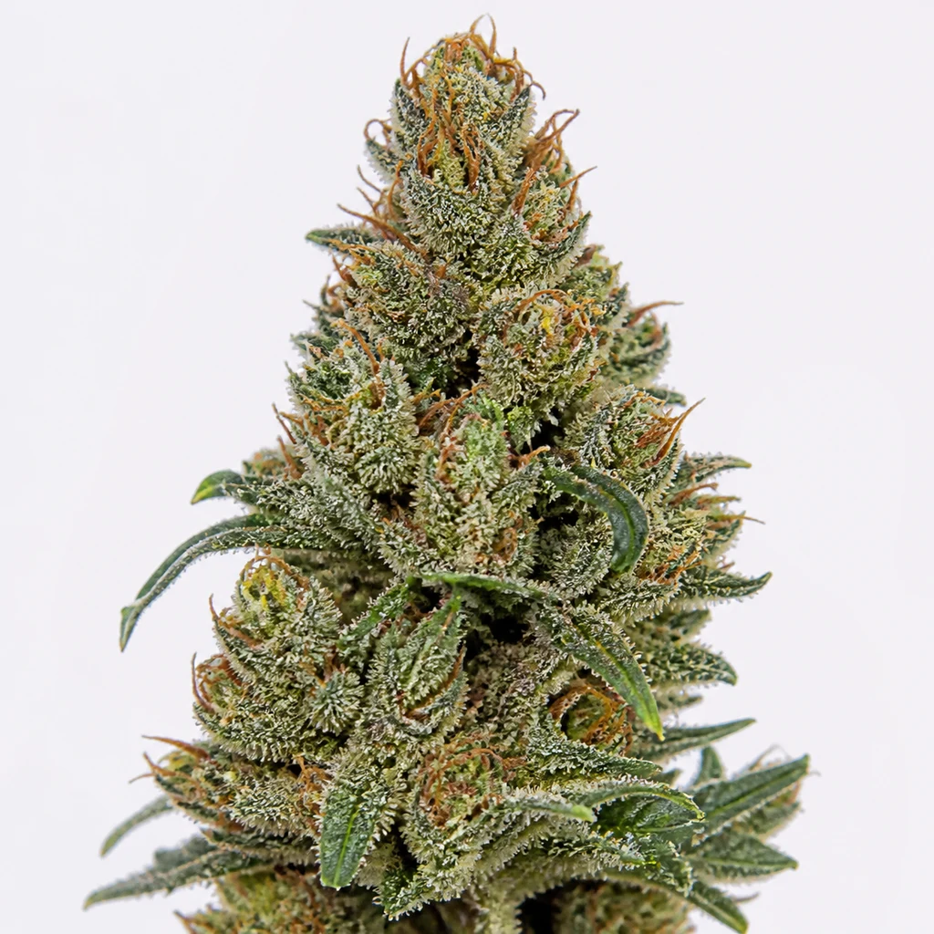 Ilustración de una flor de cannabis alargada, con hojas verdes y filamentos anaranjados, para la ficha de Fraggle Skunk Auto.