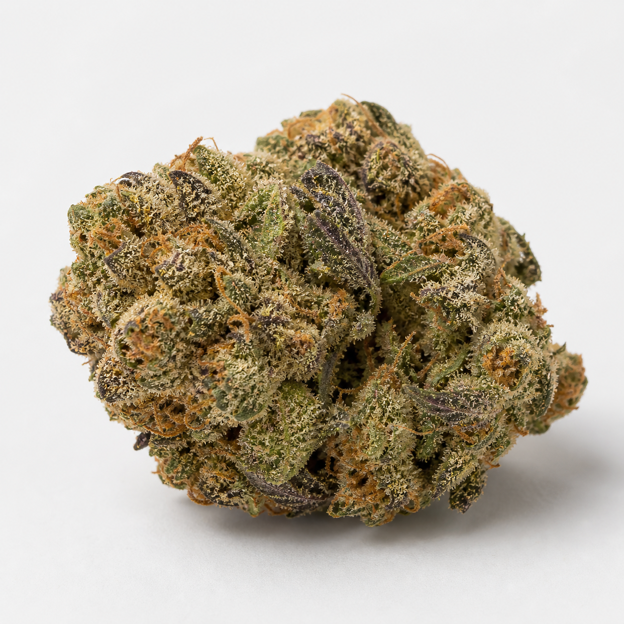 Cogollo de Girl Scout Cookies Feminizada de Blimburn Seeds, con hojas verdes y moradas y filamentos anaranjados sobre fondo blanco.