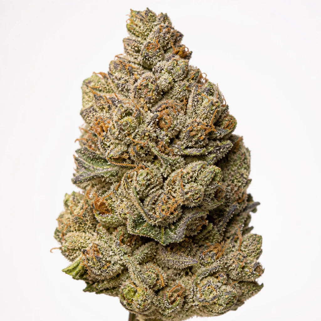 Ilustración de un cogollo alargado con tonos verdes y morados, filamentos naranjas y superficie blanquecina para la ficha de Gorilla Cookies Auto.