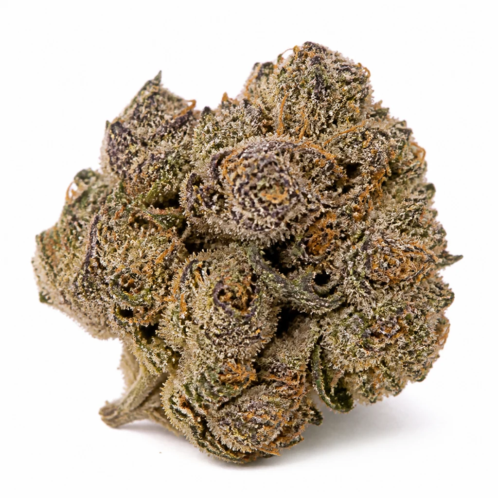 Ilustración de un cogollo compacto con tonos verdes y morados, filamentos anaranjados y superficie resinosa para la ficha de Grape Kush Feminizada.