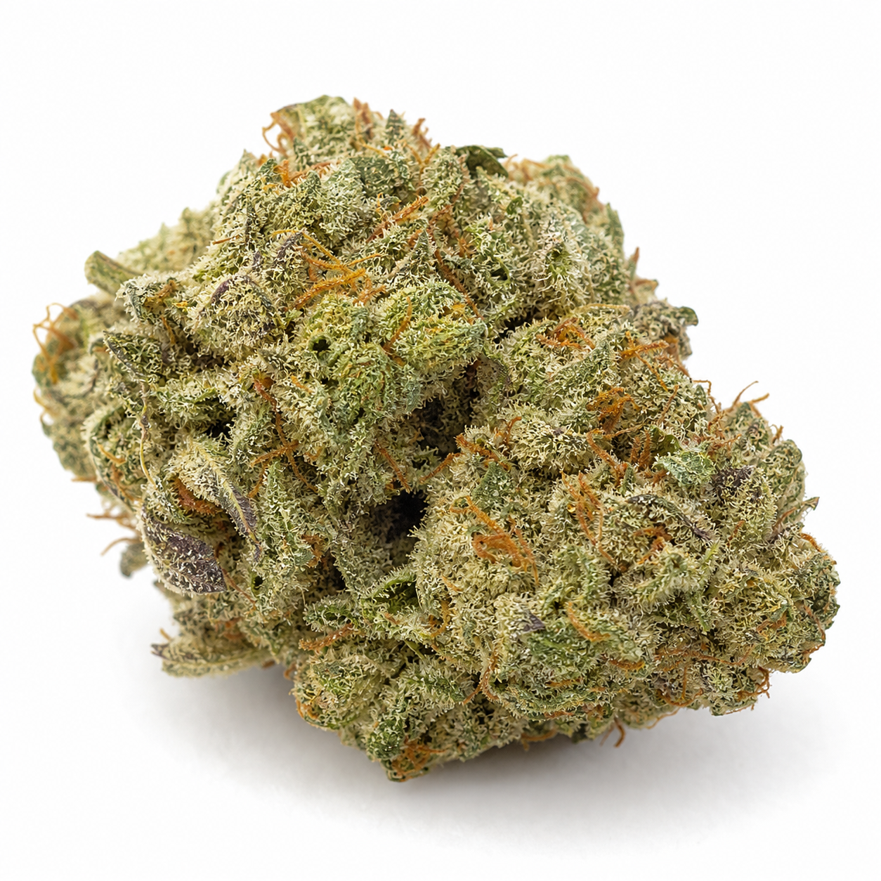 Cogollo de Good Wild Shark Auto en primer plano, con tonos verdes y morados, filamentos anaranjados y superficie cubierta de tricomas.