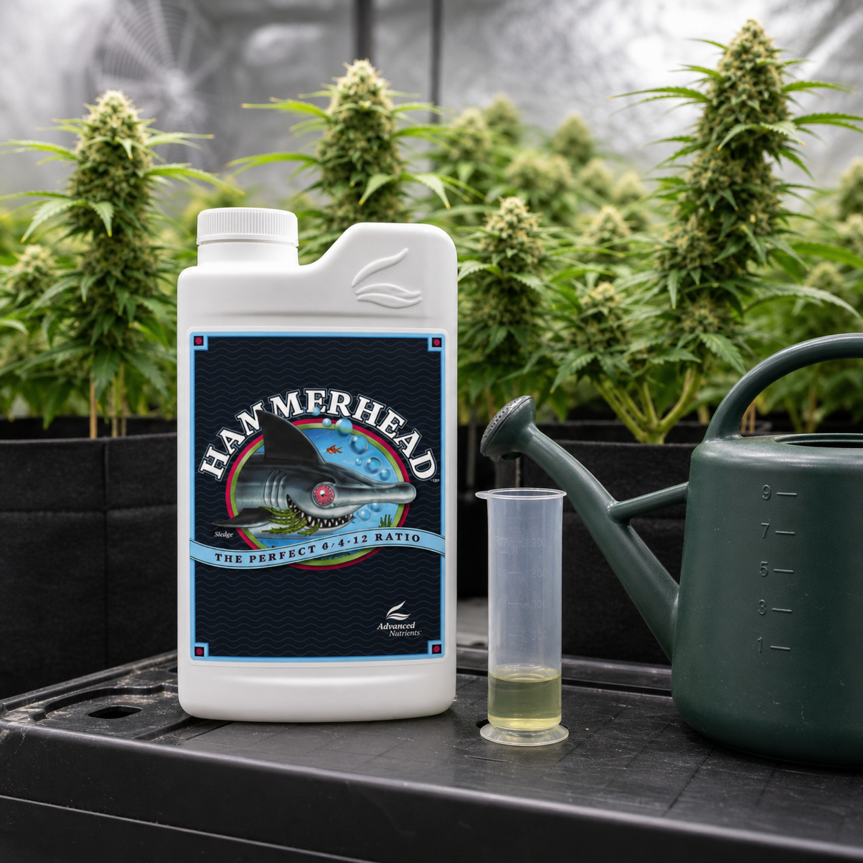 Envase blanco de Hammerhead de Advanced Nutrients junto a una probeta con líquido amarillento y una regadera, ante plantas de cannabis.