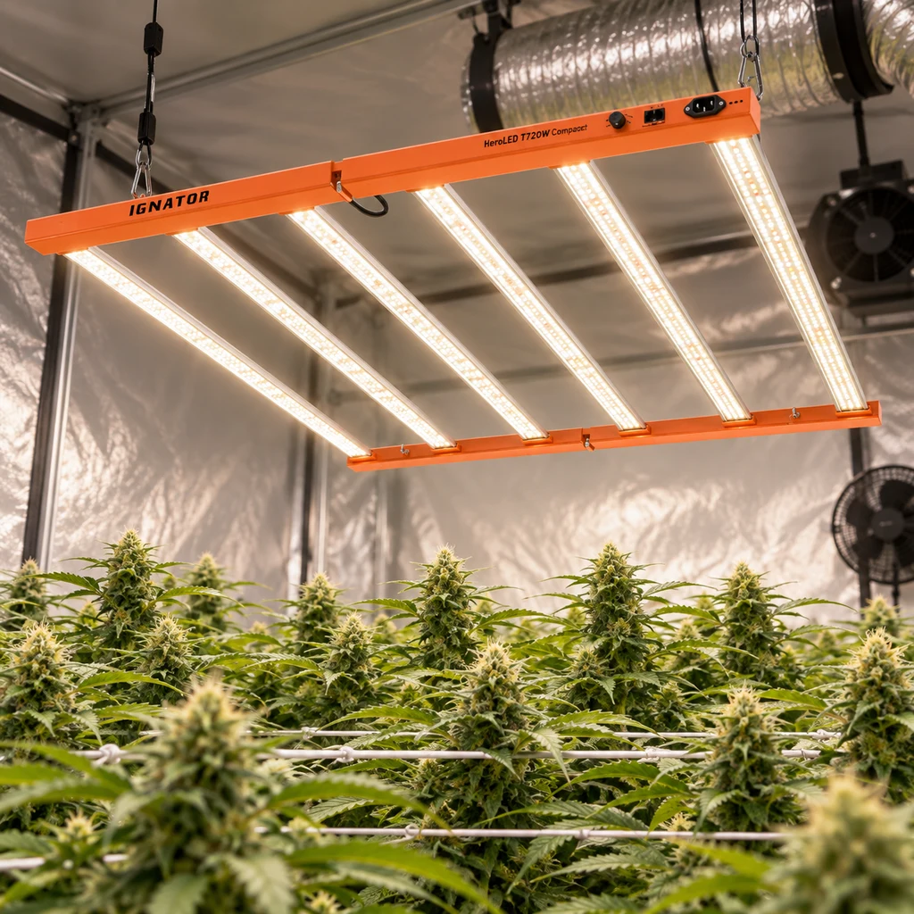 Ignator HeroLED T720W Compact naranja, suspendido con sus barras encendidas sobre plantas de cannabis en un recinto reflectante.