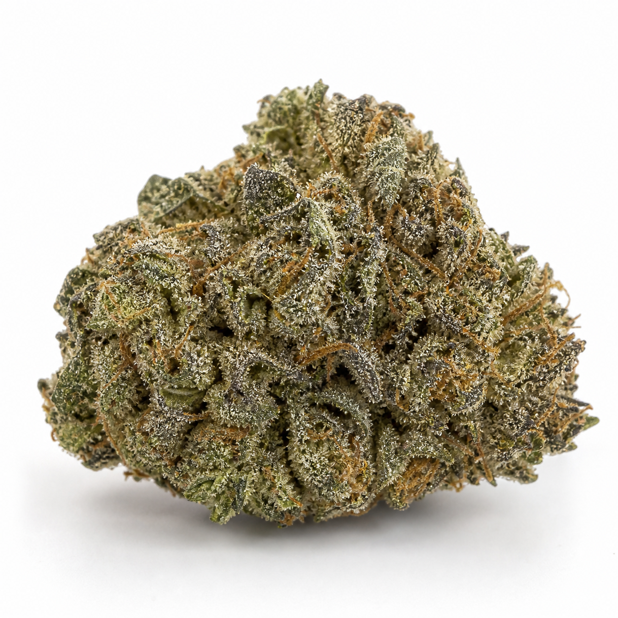 Cogollo de Karibbean Mango Feminizada en primer plano, ancho y compacto, con hojas verdes, filamentos anaranjados y abundantes tricomas visibles.