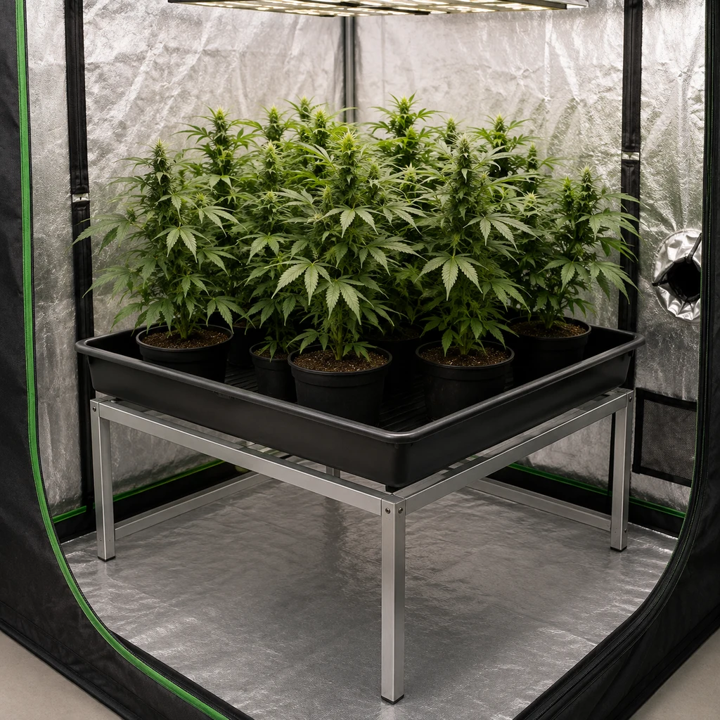 Bandeja negra sobre soporte metálico con varias macetas de cannabis, dentro de un armario de cultivo reflectante con luz superior. Bandeja negra sobre soporte metálico con varias macetas de cannabis, dentro de un armario de cultivo reflectante con luz superior.