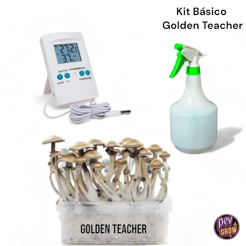 Kit básico Golden Teacher con setas en un recipiente, termohigrómetro digital con sonda y pulverizador de gatillo verde.