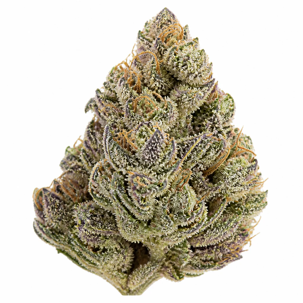 Ilustración de cogollo verde y morado con filamentos anaranjados para la ficha de Kush Mints x Purple Punch Feminizada.