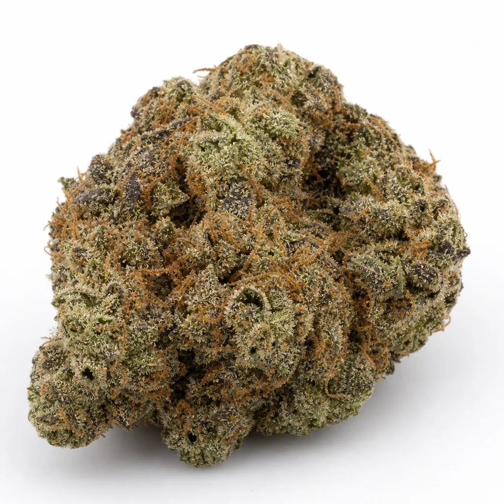 Cogollo de La Blanca Gold de Vision Seeds, de forma ancha e irregular, con tonos verdes y morados, filamentos naranjas y cobertura blanquecina.