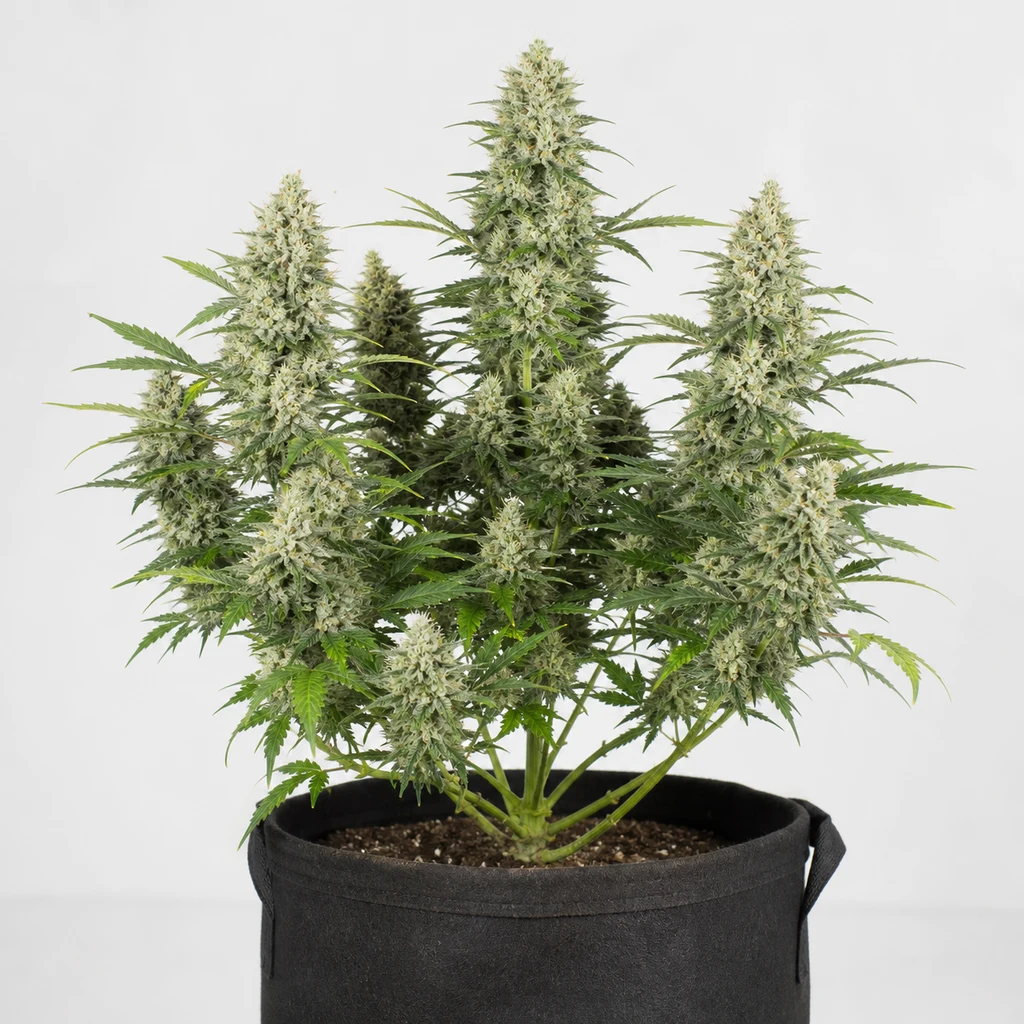Ilustración de una planta de cannabis en floración para la ficha de La Blanca, con varias ramas floridas en una maceta negra.