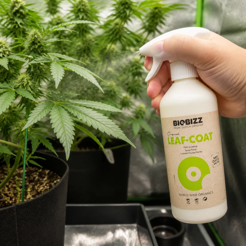 Una mano sostiene el pulverizador blanco BioBizz Leaf Coat y dirige una nube de pulverización hacia las hojas de plantas de cannabis en macetas.
