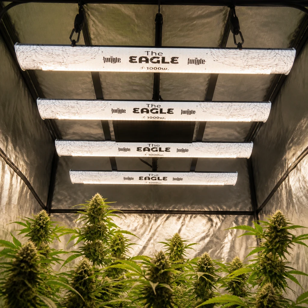 Escena generada de luminarias LED Jungle Eagle 1000W suspendidas sobre plantas de cannabis en floración dentro de un armario reflectante.