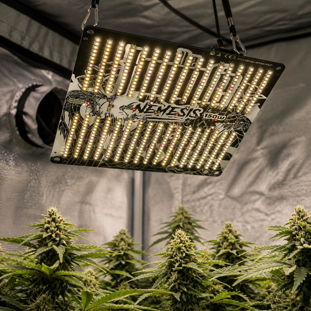 Panel LED Nemesis 150W encendido y suspendido con correas sobre plantas de cannabis con flores, dentro de un armario reflectante.