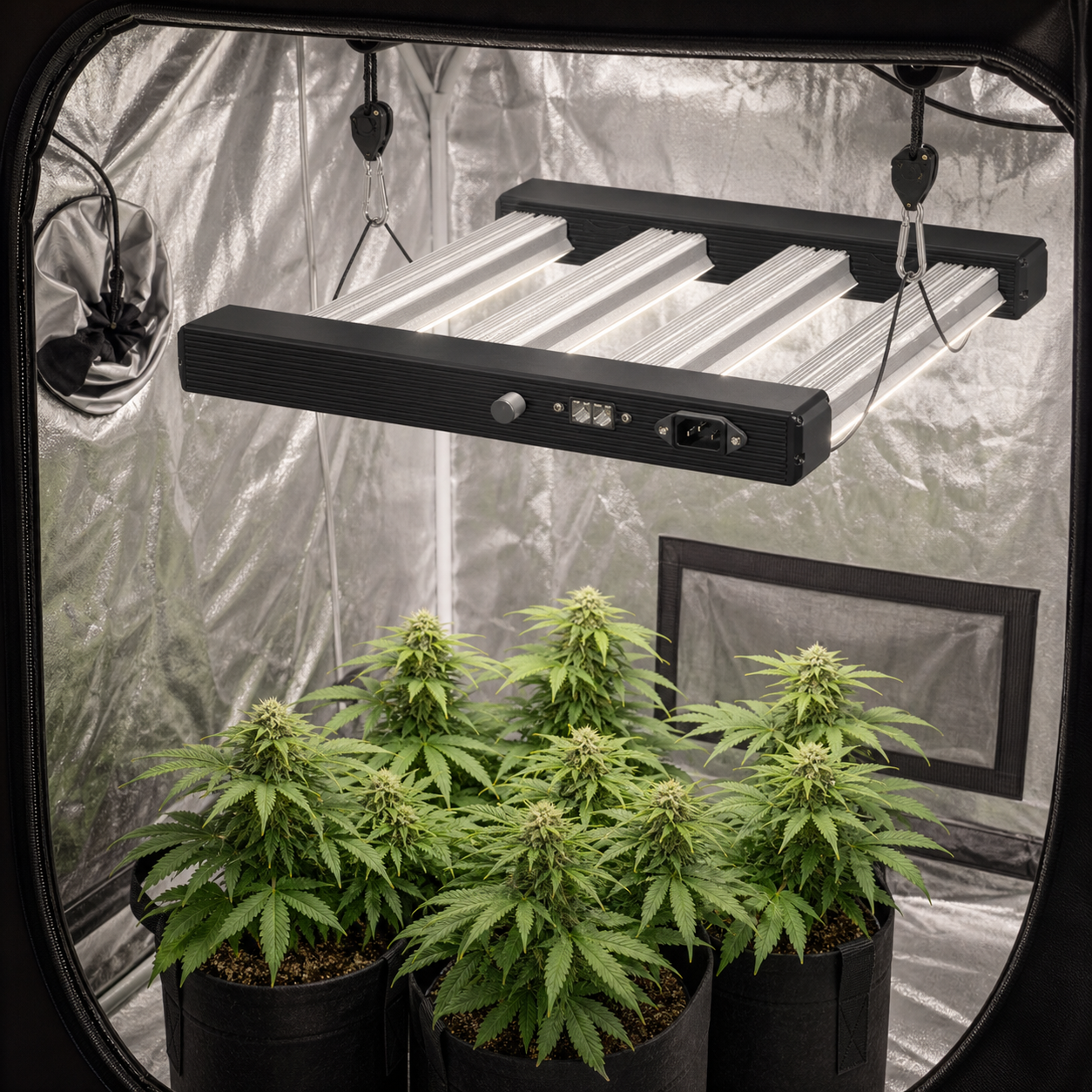 Luminaria negra Platinum King LED suspendida sobre plantas de cannabis en macetas, dentro de un armario de paredes reflectantes.