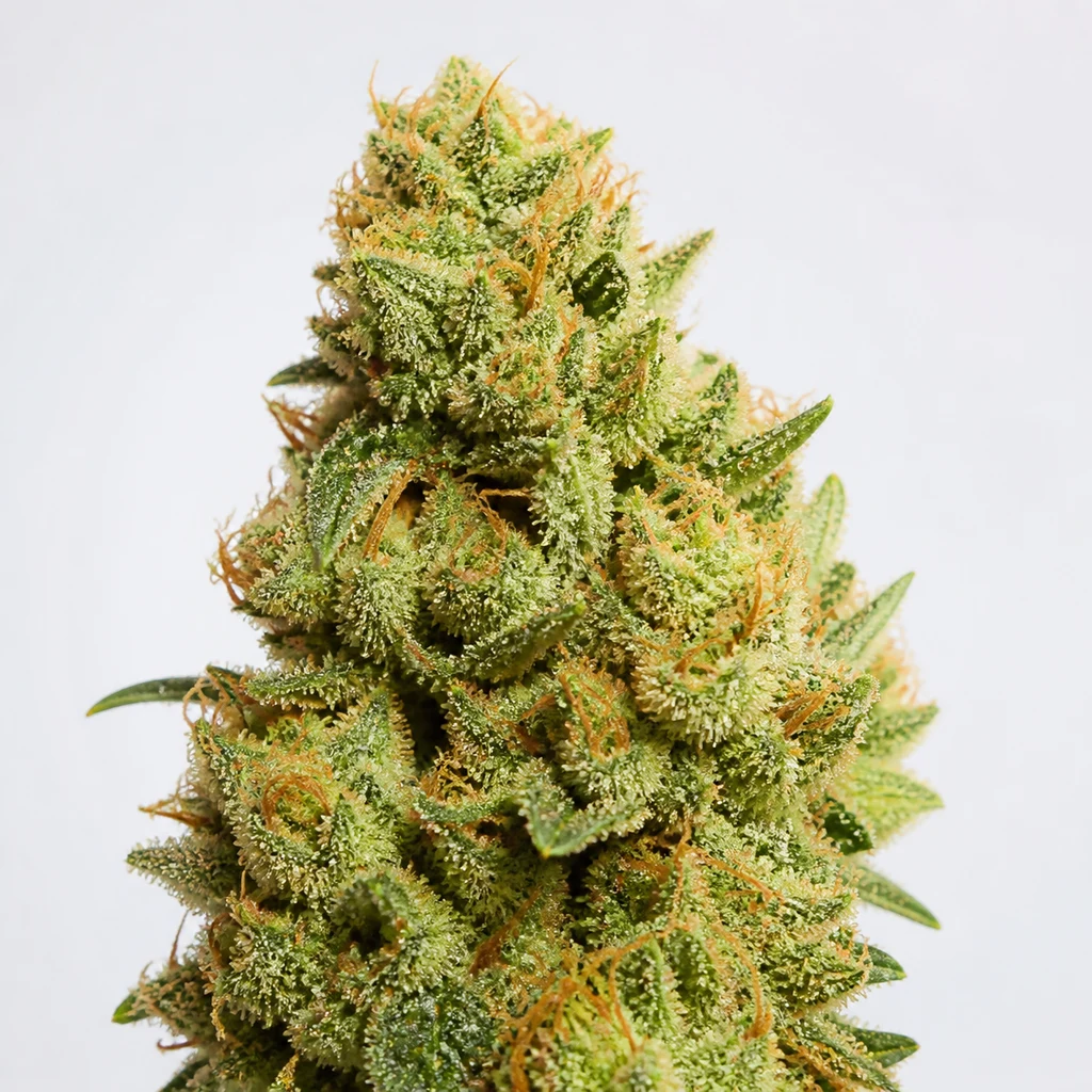 Ilustración de un cogollo alargado verde con hojas puntiagudas, filamentos anaranjados y cobertura blanquecina para la ficha de Lemon Haze Auto.