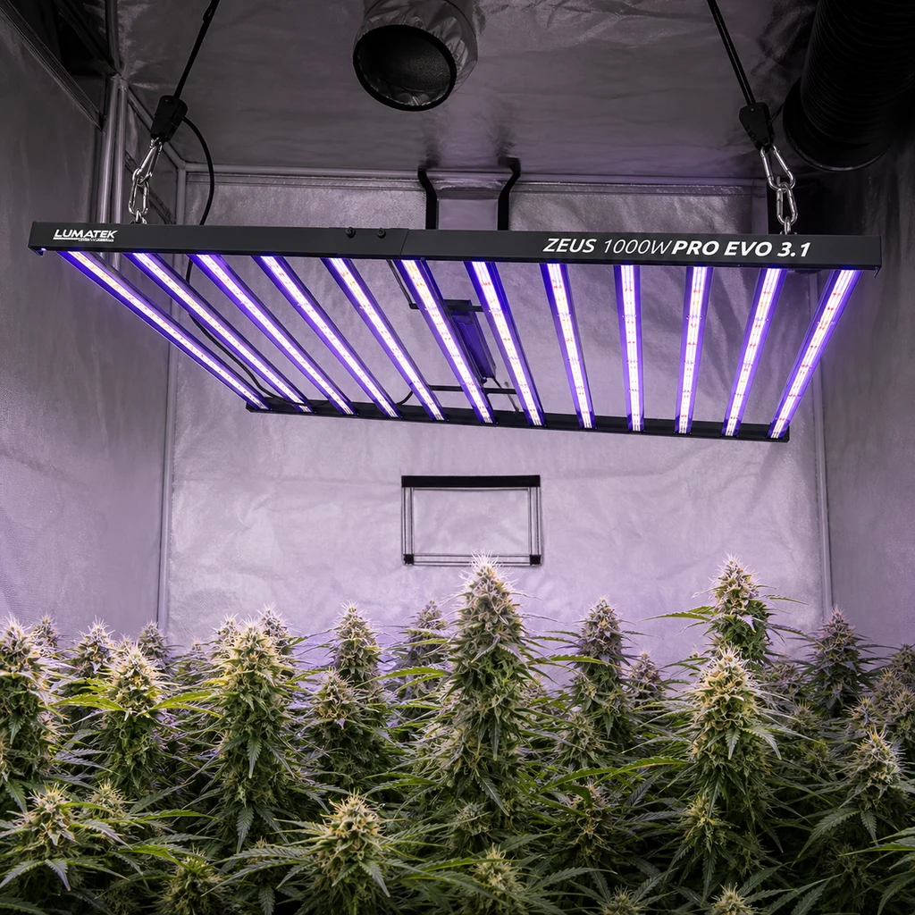 Luminaria LED Lumatek Zeus 1000W Pro Evo 3.1 suspendida en un armario reflectante, con barras encendidas sobre plantas de cannabis en floración.
