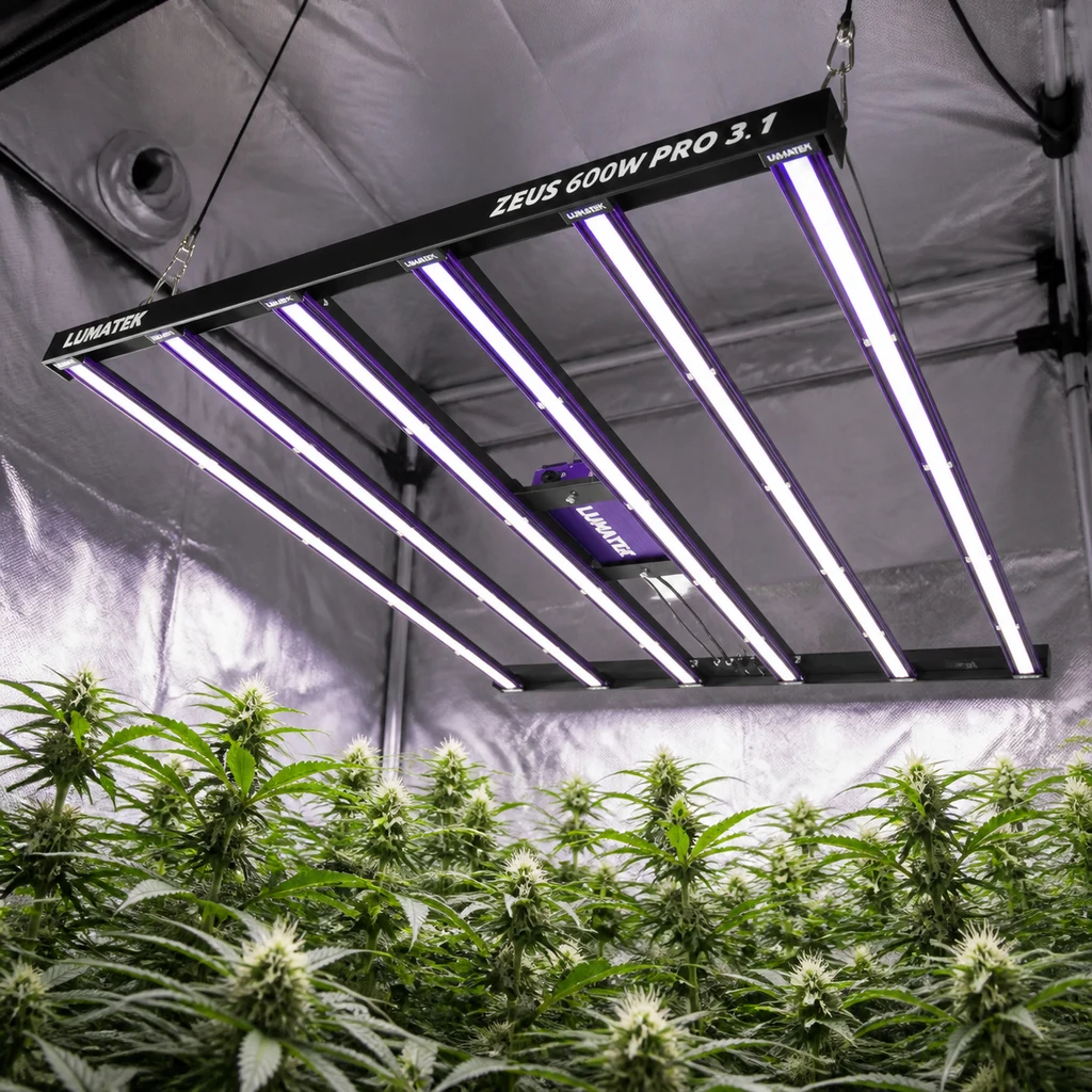 Escena generada del LED Lumatek Zeus 600W Pro 3.1 suspendido en un armario reflectante, con barras encendidas sobre plantas de cannabis.