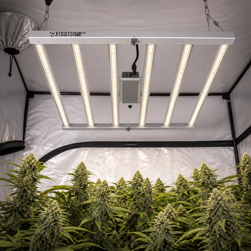 Luminaria Fission LED de barras encendidas, suspendida sobre plantas de cannabis en floración dentro de un armario de paredes reflectantes.