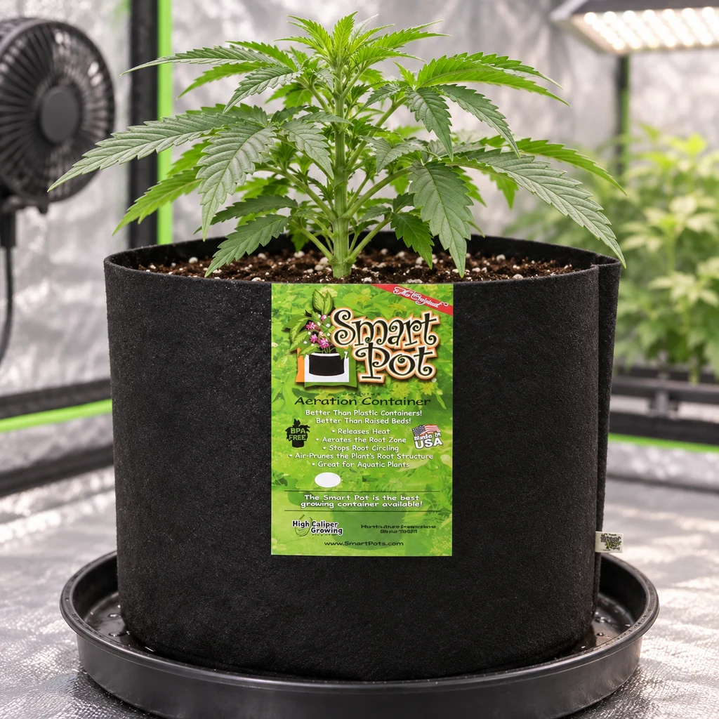 Maceta negra de tela Smart Pot con etiqueta verde y una planta de cannabis, sobre un plato en un espacio de cultivo interior. Maceta negra de tela Smart Pot con etiqueta verde y una planta de cannabis, sobre un plato en un espacio de cultivo interior.