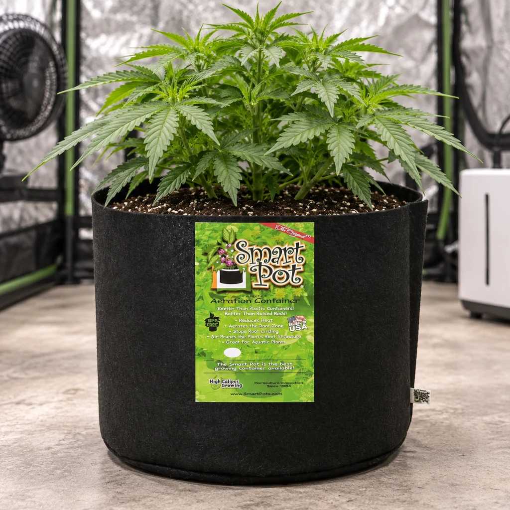 Maceta de tela negra con etiqueta Smart Pot y una planta de cannabis, situada en un espacio de cultivo interior. Maceta de tela negra con etiqueta Smart Pot y una planta de cannabis, situada en un espacio de cultivo interior.