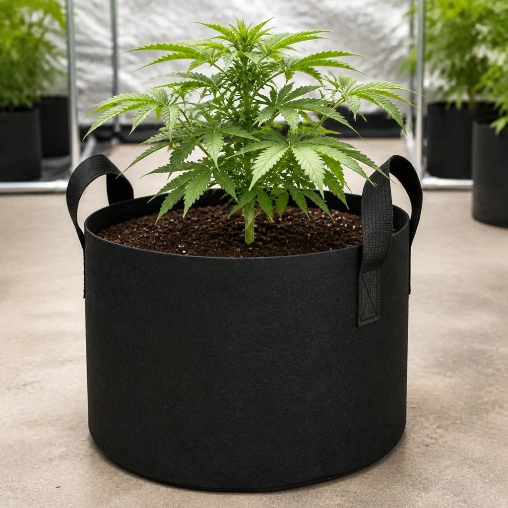 Maceta de tela negra con asas laterales, llena de sustrato y con una planta de cannabis, en un espacio de cultivo interior. Maceta de tela negra con asas laterales, llena de sustrato y con una planta de cannabis, en un espacio de cultivo interior.