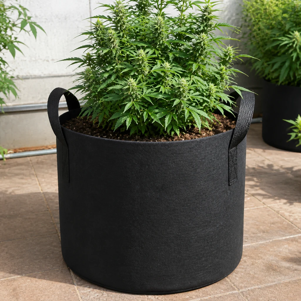 Maceta de tela negra con asas laterales, llena de tierra y con una planta de cannabis, sobre un suelo de baldosas. Maceta de tela negra con asas laterales, llena de tierra y con una planta de cannabis, sobre un suelo de baldosas.