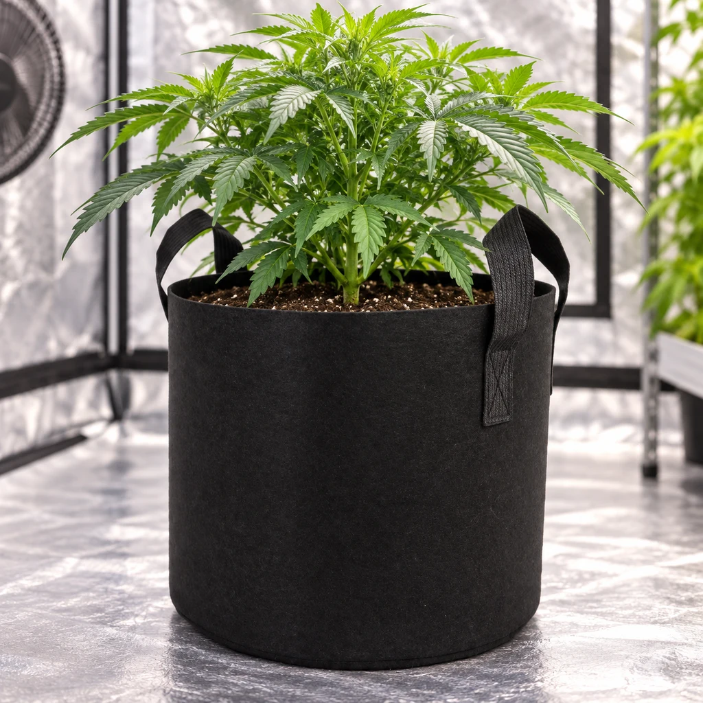 Maceta de tela negra con asas y una planta de cannabis, sobre el suelo reflectante de un armario de cultivo. Maceta de tela negra con asas y una planta de cannabis, sobre el suelo reflectante de un armario de cultivo.
