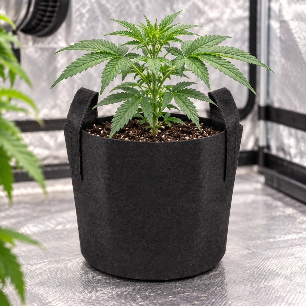 Maceta de tela negra con dos asas y una planta de cannabis, sobre el suelo reflectante de un armario de cultivo. Maceta de tela negra con dos asas y una planta de cannabis, sobre el suelo reflectante de un armario de cultivo.