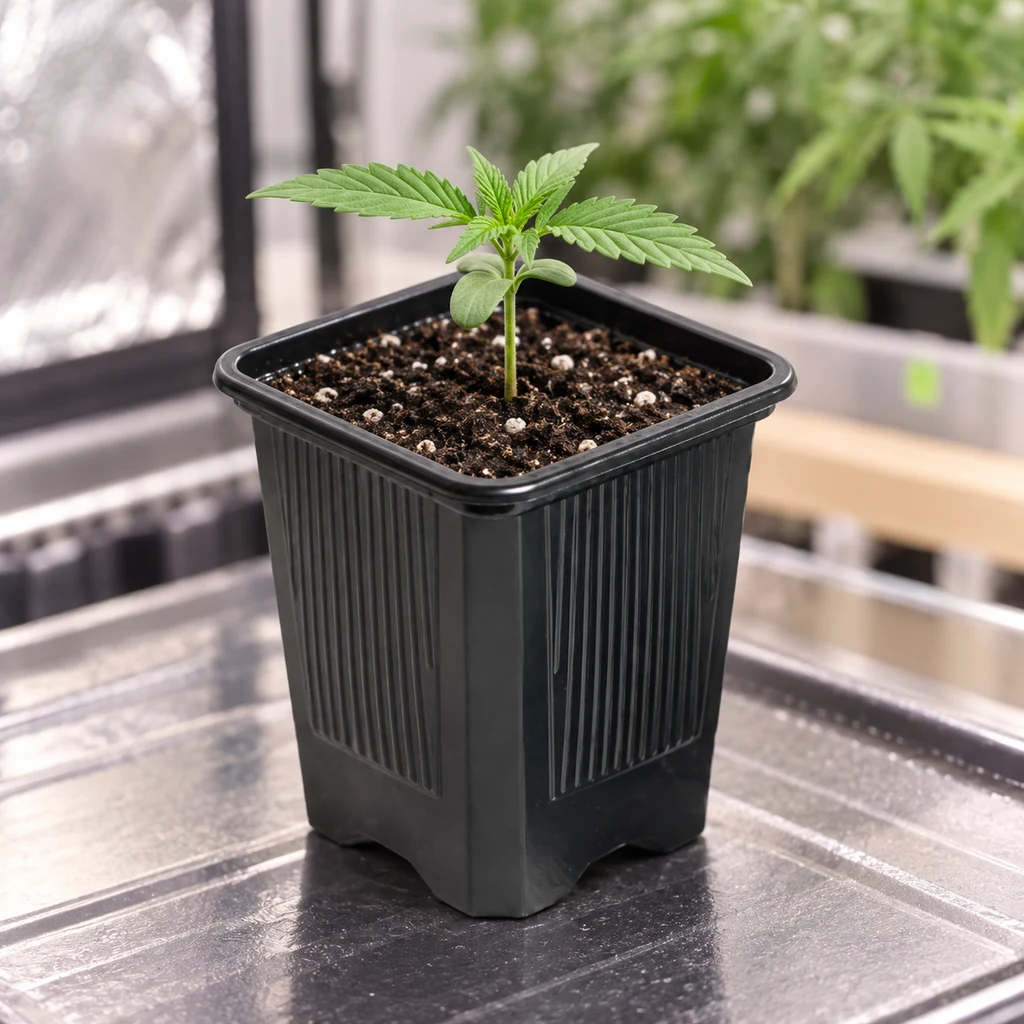 Maceta cuadrada negra con paredes estriadas y una plántula en sustrato, sobre una superficie reflectante de cultivo interior. Maceta cuadrada negra con paredes estriadas y una plántula en sustrato, sobre una superficie reflectante de cultivo interior.
