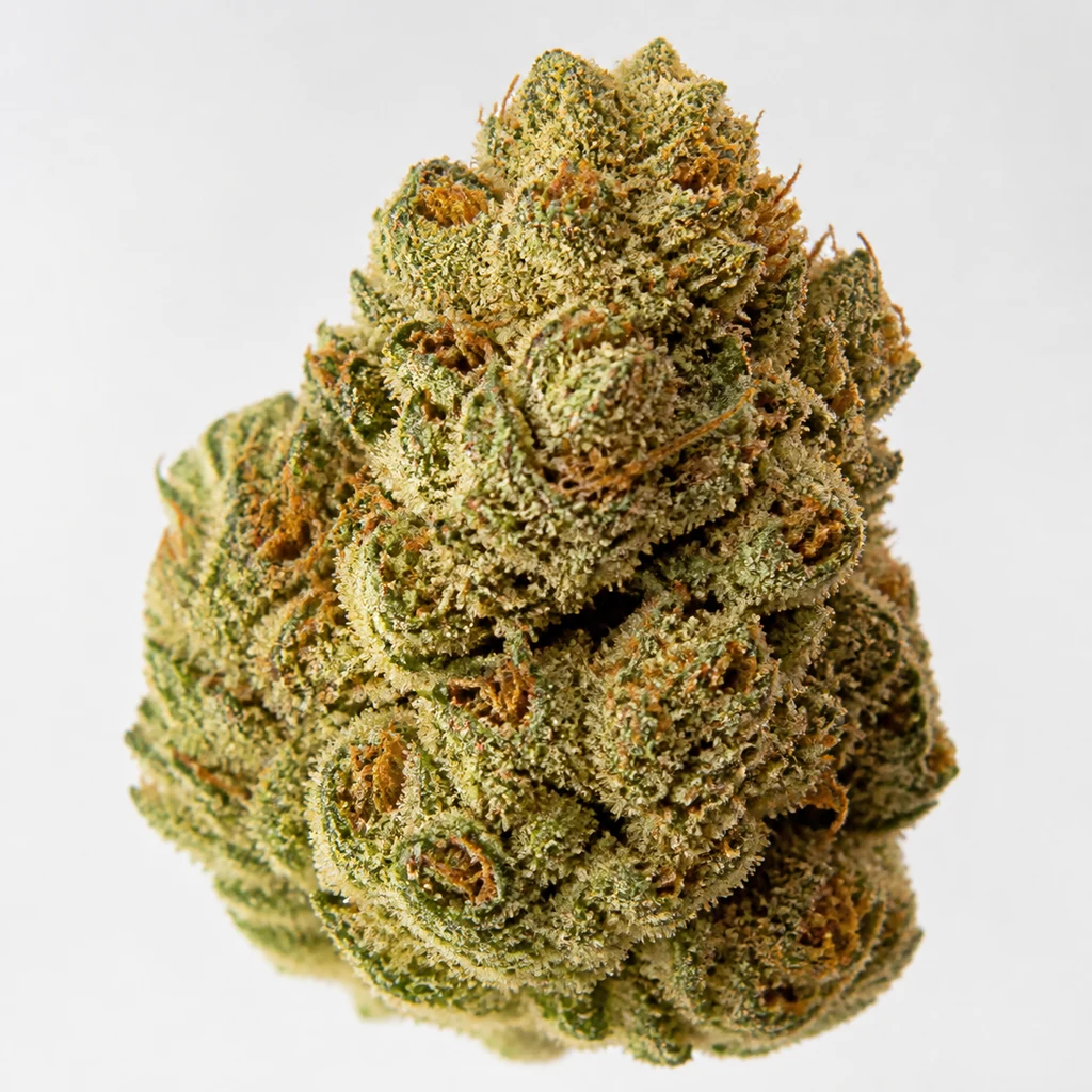 Ilustración de un cogollo compacto verde con filamentos anaranjados y superficie granulada para la ficha de Melon Gum Feminizada de Vision Seeds.