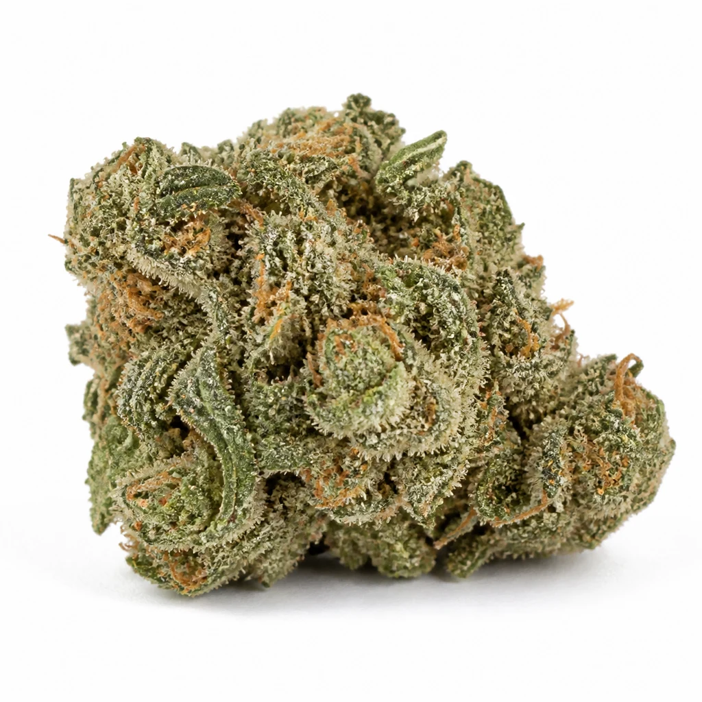 Ilustración de un cogollo ancho y verde con superficie blanquecina y pelos naranjas para la ficha de Mendocino Chanel Kush Feminizada – Medical Seeds.
