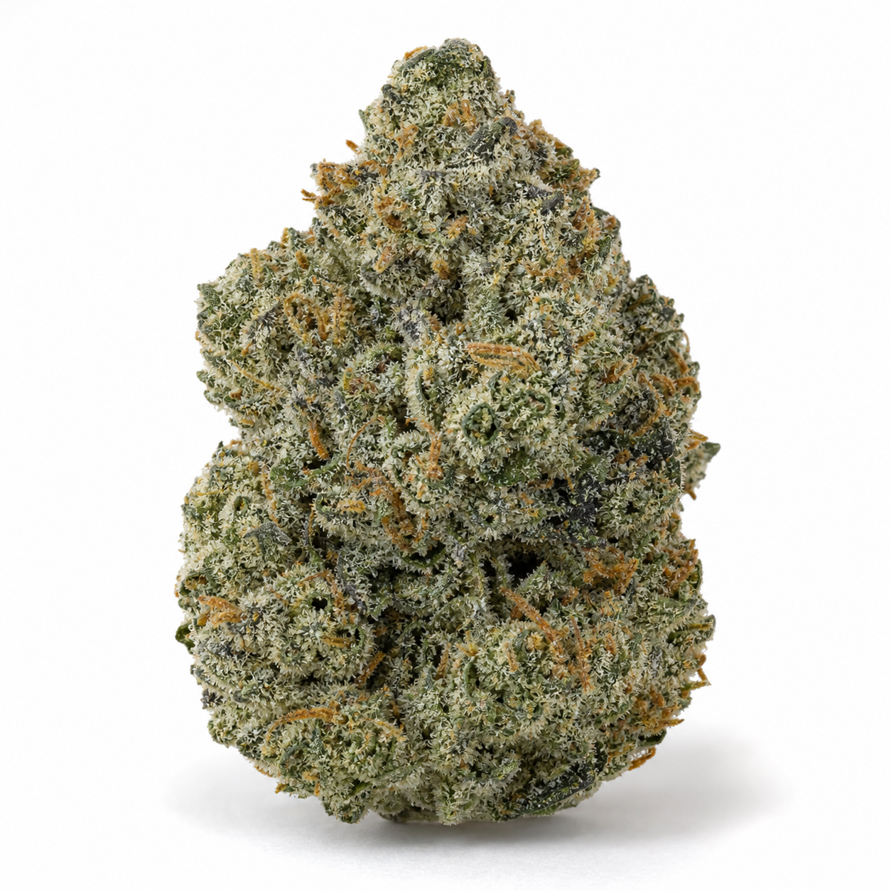 Cogollo de Mendocino Purple Kush Feminizada sobre fondo blanco, de forma cónica, con tonos verdes y oscuros, tricomas claros y pistilos naranjas.