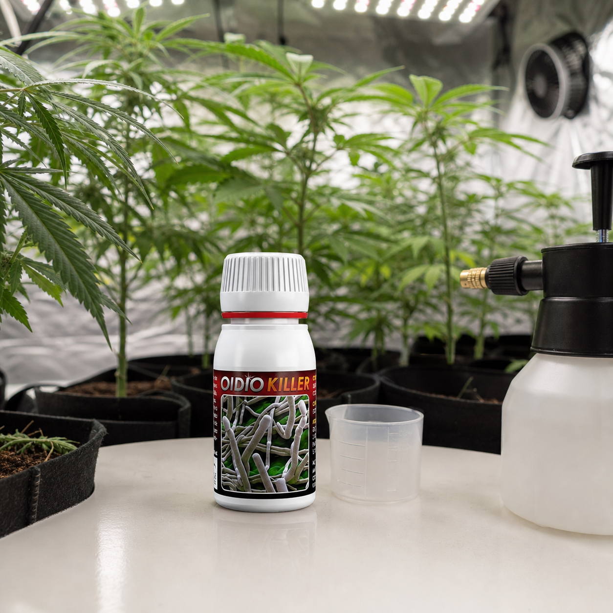 Bote de Oidio Killer con tapón blanco, junto a un vaso dosificador y un pulverizador, con plantas de cannabis al fondo. Bote de Oidio Killer con tapón blanco, junto a un vaso dosificador y un pulverizador, con plantas de cannabis al fondo.