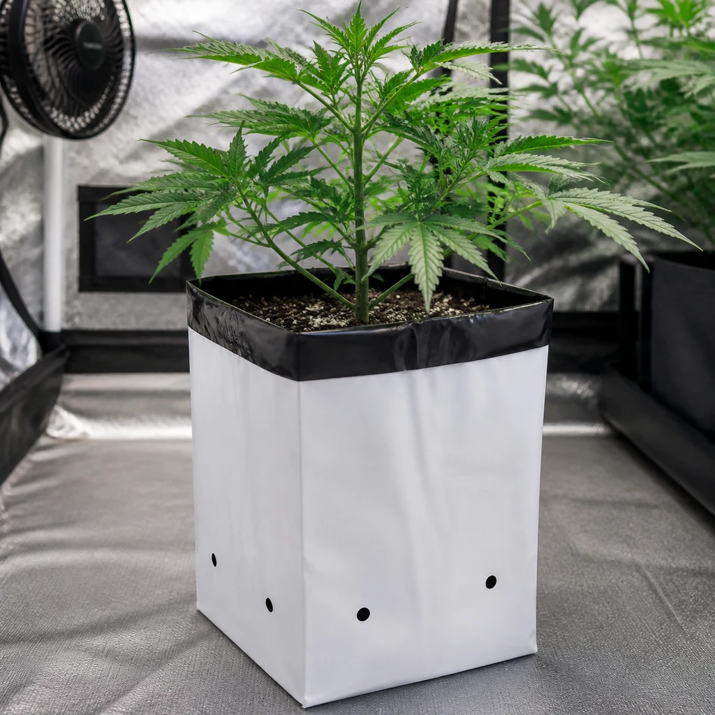 Maceta flexible blanca con borde negro y orificios inferiores, con una planta de cannabis dentro de un armario de cultivo reflectante. Maceta flexible blanca con borde negro y orificios inferiores, con una planta de cannabis dentro de un armario de cultivo reflectante.
