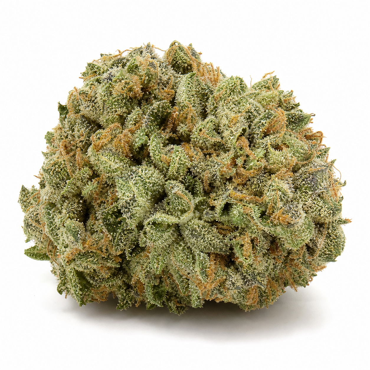 Cogollo de Panama Haze Regular de ACE Seeds en primer plano, con tonos verdes, filamentos anaranjados y superficie cubierta de tricomas.