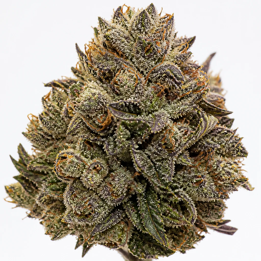 Ilustración de un cogollo con hojas verdes y moradas y pistilos anaranjados para la ficha de Panama x PCK Feminizada de ACE Seeds.