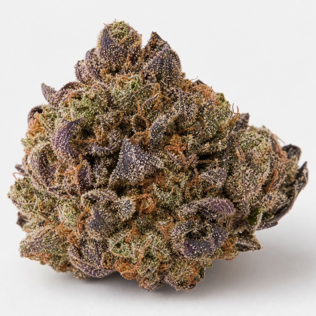 Cogollo de Critical Plus Auto de PEV Seeds en primer plano, con hojas moradas, zonas verdes y pistilos anaranjados sobre fondo blanco. Cogollo de Critical Plus Auto de PEV Seeds en primer plano, con hojas moradas, zonas verdes y pistilos anaranjados sobre fondo blanco.