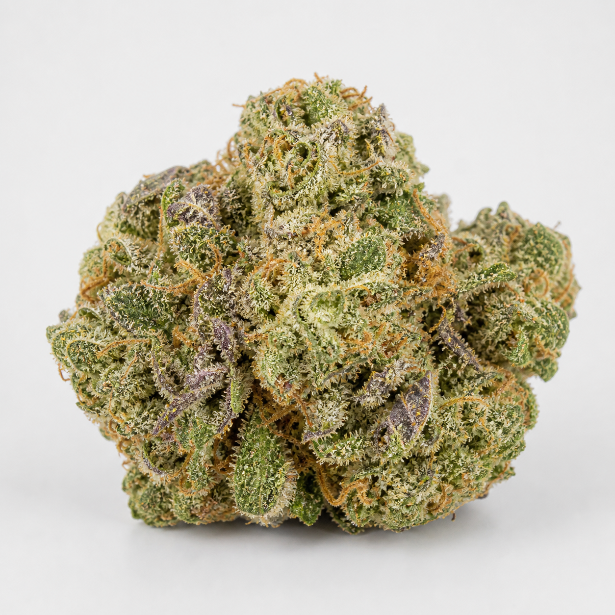 Cogollo de Girl Scout Cookies Feminizada sobre fondo blanco, con hojas verdes y moradas, filamentos anaranjados y cobertura de tricomas.