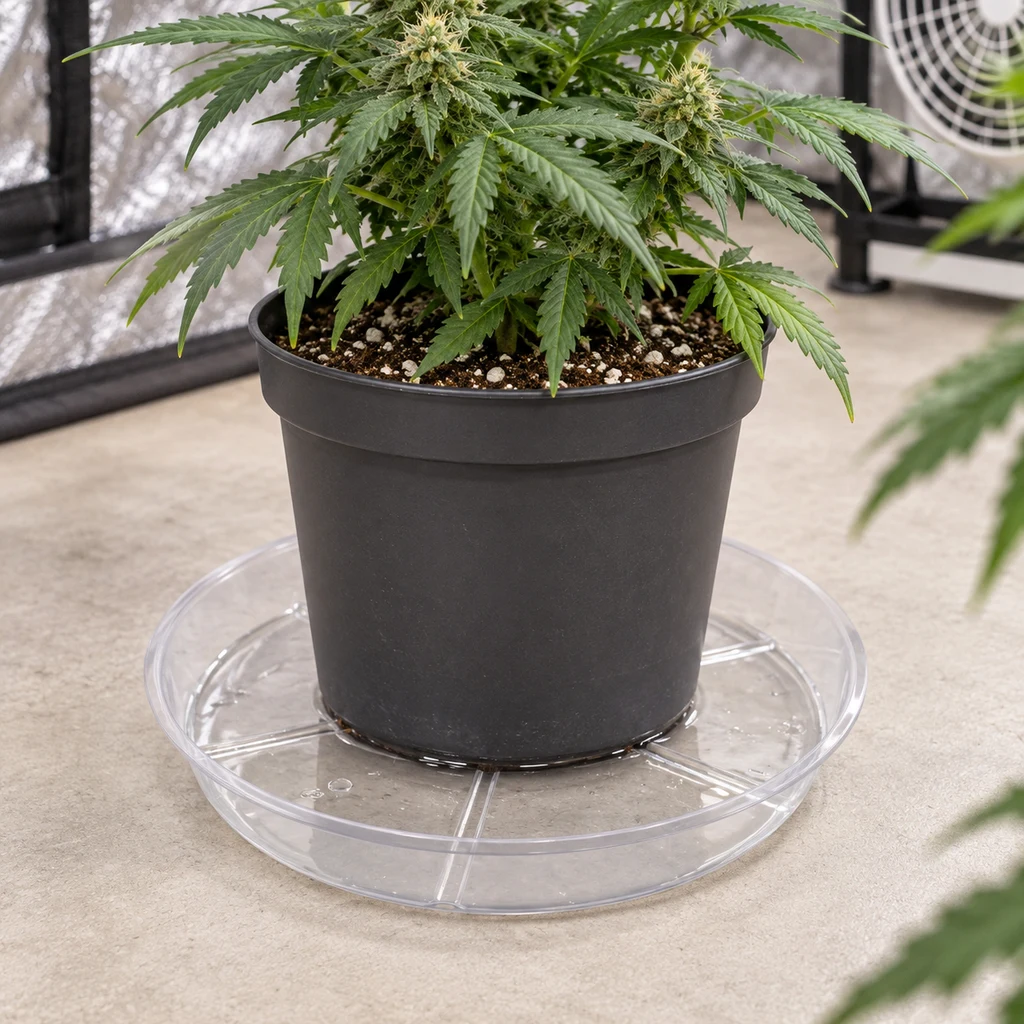 Escena generada de un plato redondo transparente VDL bajo una maceta negra con una planta de cannabis, en un espacio de cultivo interior.