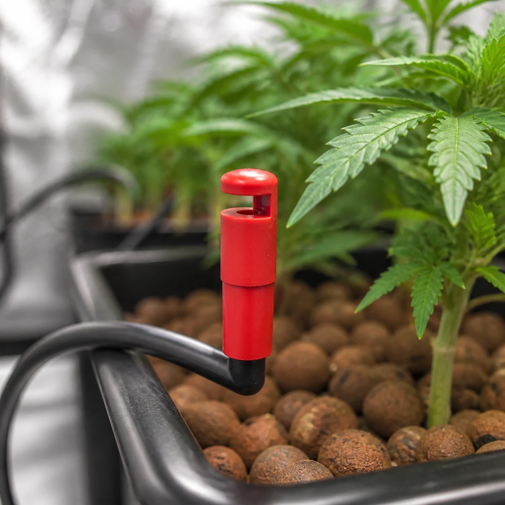 Punta de goteo roja conectada a un tubo negro en una maceta con bolas de arcilla y una planta de hojas dentadas.