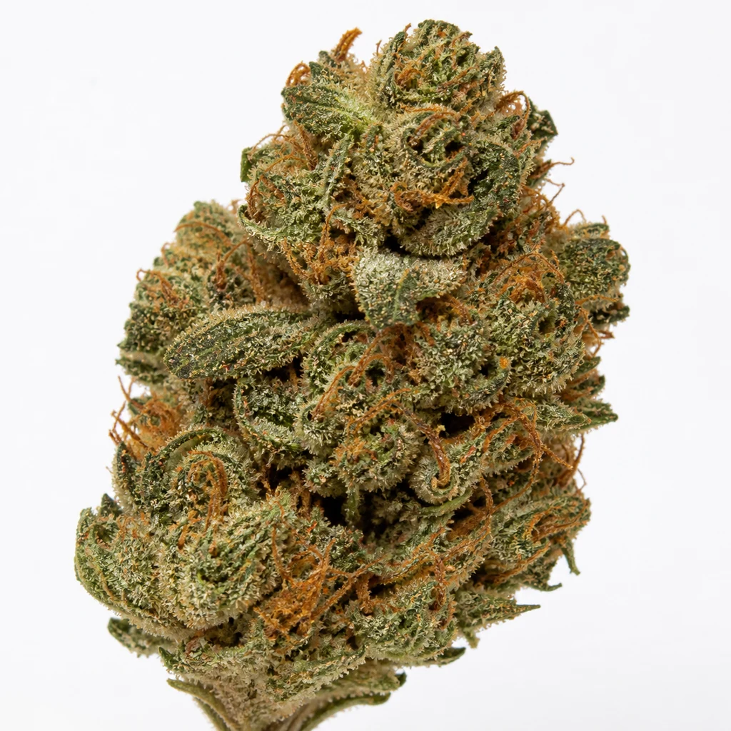 Ilustración de un cogollo verde con filamentos anaranjados y superficie blanquecina para la ficha de Pure Kush Feminizada de Green House Seeds.