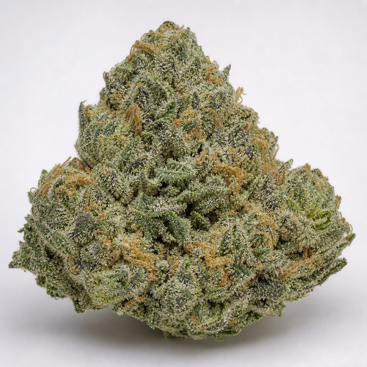 Cogollo de Purple Haze x Malawi de forma cónica, con pequeñas hojas verdes, abundantes tricomas claros y pistilos anaranjados.
